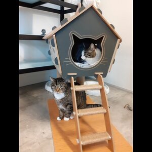 Kattenpension Silvestris image 1