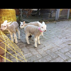 Zorgboerderij Noorderend image 2