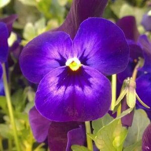 Zena Vuurwerk image 2