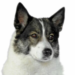 Hondentrimsalon Trim Eye image 2