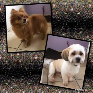 Hond en Haar image 2