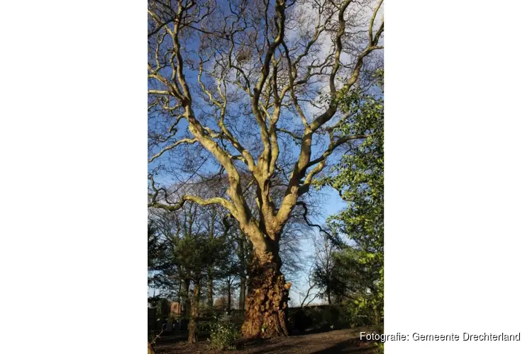 Aanmelden waardevolle bomen