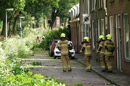 84 bomen langs de N240 per direct gekapt vanwege schade storm Poly