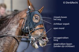 Drafrace in Enkhuizen: geen feest voor paarden