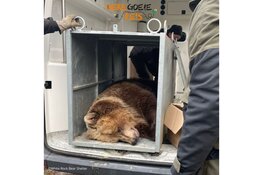 Stichting Bears in Mind start crowdfunding om twee bruine beren uit oorlogsgebied te evacueren