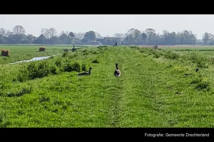 Wandelpad 't Wijmersdijkje dicht tijdens broedseizoen