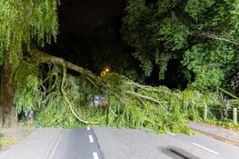 Omgevallen boom verspert weg in Westwoud