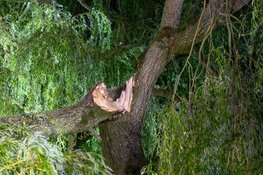 Omgevallen boom verspert weg in Westwoud