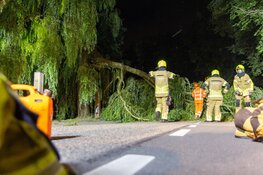 Omgevallen boom verspert weg in Westwoud