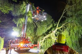 Omgevallen boom verspert weg in Westwoud