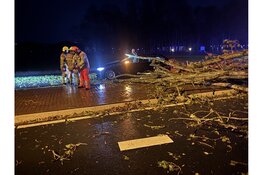 Omvallende boom raakt personenauto op de Provincialeweg (N506) in Westwoud: Bestuurder met de schrik vrijgekomen