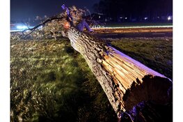 Omvallende boom raakt personenauto op de Provincialeweg (N506) in Westwoud: Bestuurder met de schrik vrijgekomen