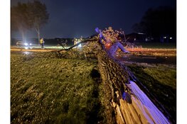 Omvallende boom raakt personenauto op de Provincialeweg (N506) in Westwoud: Bestuurder met de schrik vrijgekomen