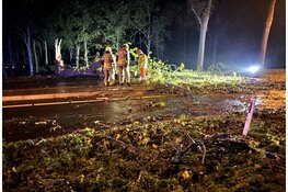 Omvallende boom raakt personenauto op de Provincialeweg (N506) in Westwoud: Bestuurder met de schrik vrijgekomen