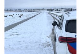 Ontsnapte schapen op de Westfrisiaweg, politie moet hulp bieden