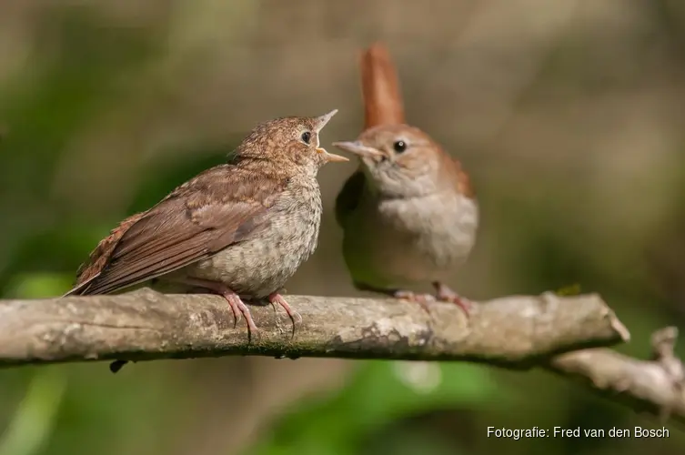 Het broedseizoen is gestart