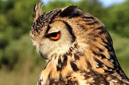 Ontrafel de geheimen van de uil!