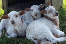 Vier de lente met SPRING!