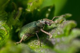 Zintuigelijk onderzoek naar kriebelbeestjes