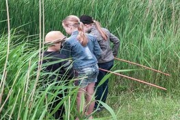 Volg het kikkerspoor