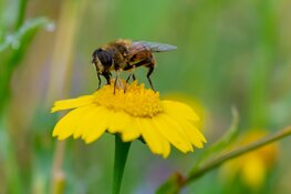Natuurbegraafplaats Geestmerloo zorgt voor de bijtjes
