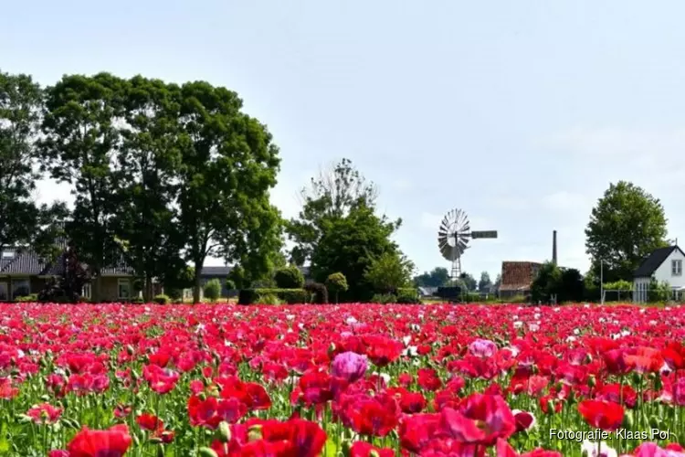 Beleidskader wind- en zonne-energie Westfriesland is klaar: laat ons uw reactie weten