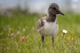 Ruim 1 ton naar 43 ‘groene’ vrijwilligersprojecten